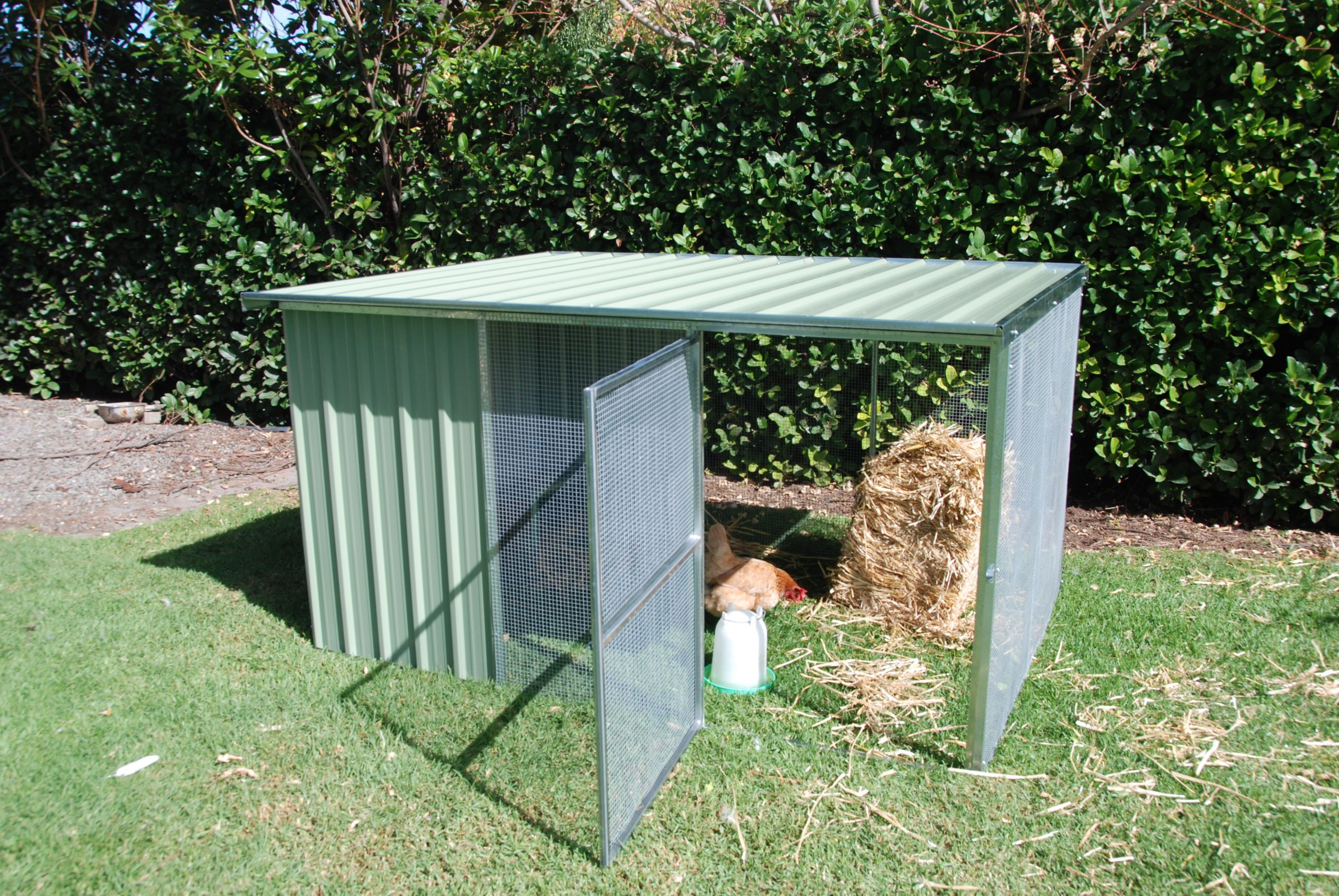 Image of a chicken in a animal outdoor enclosures